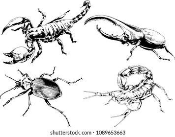 vector drawings sketches different insects bugs Scorpions spiders drawn in ink by hand , objects with no background
