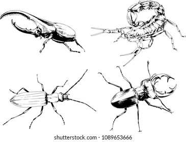 vector drawings sketches different insects bugs Scorpions spiders drawn in ink by hand , objects with no background
