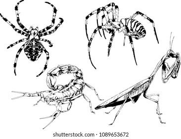 vector drawings sketches different insects bugs Scorpions spiders drawn in ink by hand , objects with no background
