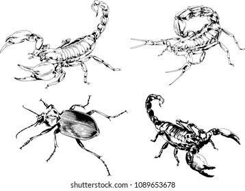 vector drawings sketches different insects bugs Scorpions spiders drawn in ink by hand , objects with no background
