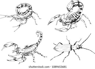 vector drawings sketches different insects bugs Scorpions spiders drawn in ink by hand , objects with no background
