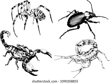 vector drawings sketches different insects bugs Scorpions spiders drawn in ink by hand , objects with no background
