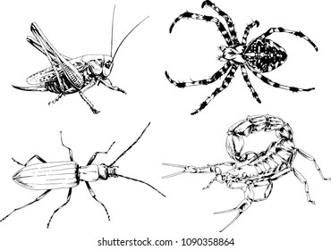 vector drawings sketches different insects bugs Scorpions spiders drawn in ink by hand , objects with no background
