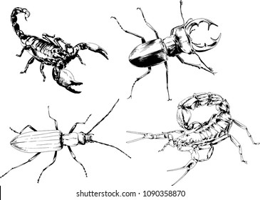 vector drawings sketches different insects bugs Scorpions spiders drawn in ink by hand , objects with no background
