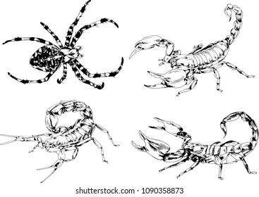 vector drawings sketches different insects bugs Scorpions spiders drawn in ink by hand , objects with no background
