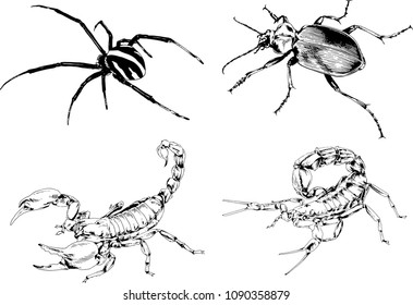 vector drawings sketches different insects bugs Scorpions spiders drawn in ink by hand , objects with no background

