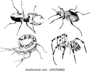 vector drawings sketches different insects bugs Scorpions spiders drawn in ink by hand , objects with no background
