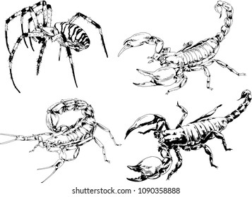 vector drawings sketches different insects bugs Scorpions spiders drawn in ink by hand , objects with no background
