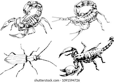 vector drawings sketches different insects bugs Scorpions spiders drawn in ink by hand , objects with no background
