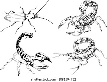 vector drawings sketches different insects bugs Scorpions spiders drawn in ink by hand , objects with no background
