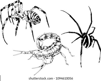 vector drawings sketches different insects bugs Scorpions spiders drawn in ink by hand , objects with no background
