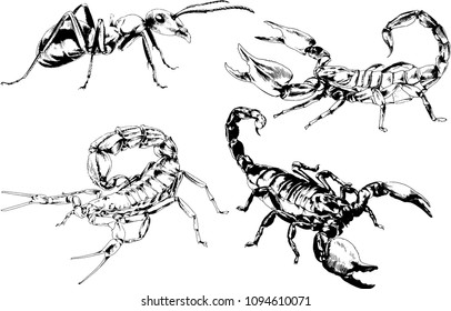 vector drawings sketches different insects bugs Scorpions spiders drawn in ink by hand , objects with no background
