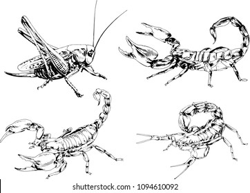 vector drawings sketches different insects bugs Scorpions spiders drawn in ink by hand , objects with no background
