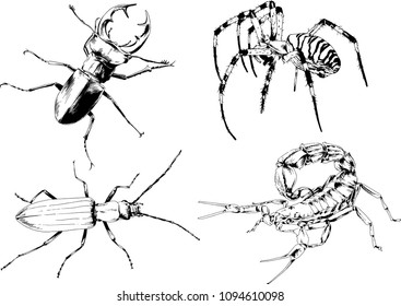 vector drawings sketches different insects bugs Scorpions spiders drawn in ink by hand , objects with no background

