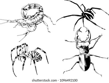 vector drawings sketches different insects bugs Scorpions spiders drawn in ink by hand , objects with no background
