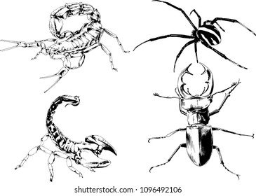 vector drawings sketches different insects bugs Scorpions spiders drawn in ink by hand , objects with no background
