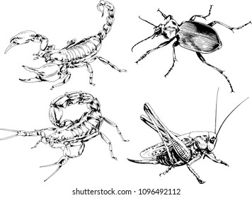 vector drawings sketches different insects bugs Scorpions spiders drawn in ink by hand , objects with no background
