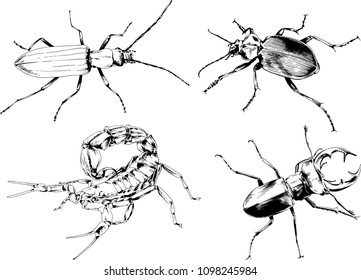 vector drawings sketches different insects bugs Scorpions spiders drawn in ink by hand , objects with no background
