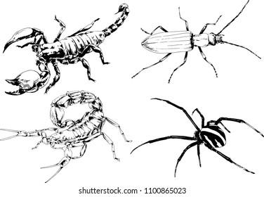 vector drawings sketches different insects bugs Scorpions spiders drawn in ink by hand , objects with no background
