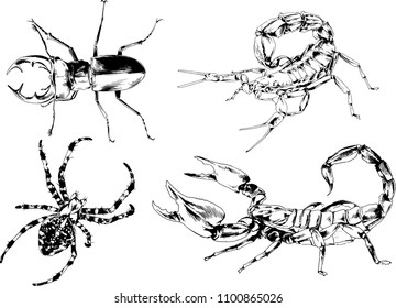 vector drawings sketches different insects bugs Scorpions spiders drawn in ink by hand , objects with no background
