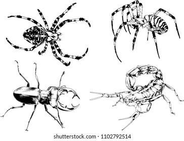 vector drawings sketches different insects bugs Scorpions spiders drawn in ink by hand , objects with no background
