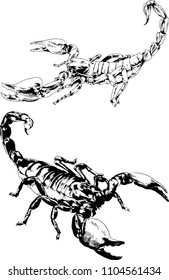 vector drawings sketches different insects bugs Scorpions spiders drawn in ink by hand , objects with no background
