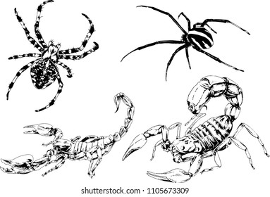 vector drawings sketches different insects bugs Scorpions spiders drawn in ink by hand , objects with no background

