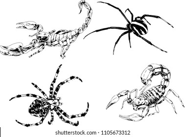 vector drawings sketches different insects bugs Scorpions spiders drawn in ink by hand , objects with no background

