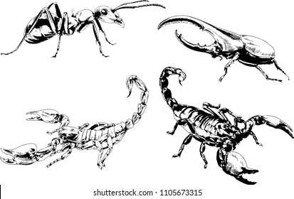 vector drawings sketches different insects bugs Scorpions spiders drawn in ink by hand , objects with no background
