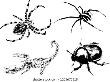 vector drawings sketches different insects bugs Scorpions spiders drawn in ink by hand , objects with no background
