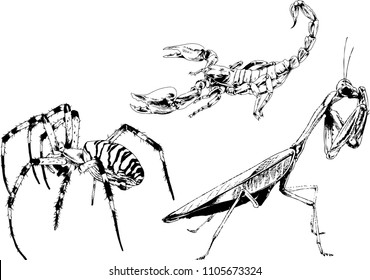 vector drawings sketches different insects bugs Scorpions spiders drawn in ink by hand , objects with no background
