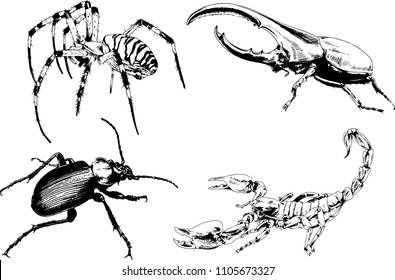 vector drawings sketches different insects bugs Scorpions spiders drawn in ink by hand , objects with no background
