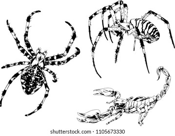 vector drawings sketches different insects bugs Scorpions spiders drawn in ink by hand , objects with no background
