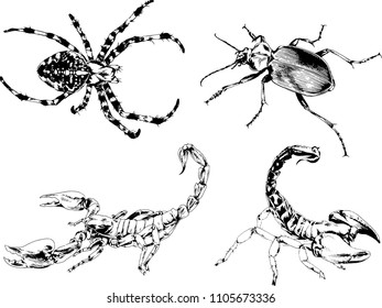 vector drawings sketches different insects bugs Scorpions spiders drawn in ink by hand , objects with no background
