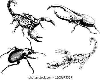 vector drawings sketches different insects bugs Scorpions spiders drawn in ink by hand , objects with no background
