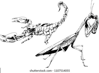 vector drawings sketches different insects bugs Scorpions spiders drawn in ink by hand , objects with no background
