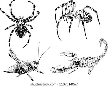 vector drawings sketches different insects bugs Scorpions spiders drawn in ink by hand , objects with no background
