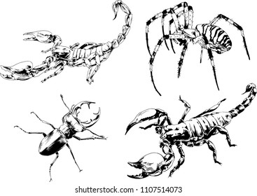 vector drawings sketches different insects bugs Scorpions spiders drawn in ink by hand , objects with no background
