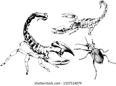 vector drawings sketches different insects bugs Scorpions spiders drawn in ink by hand , objects with no background
