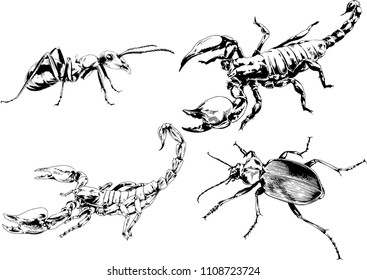 vector drawings sketches different insects bugs Scorpions spiders drawn in ink by hand , objects with no background
