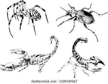 vector drawings sketches different insects bugs Scorpions spiders drawn in ink by hand , objects with no background
