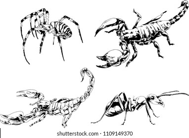 vector drawings sketches different insects bugs Scorpions spiders drawn in ink by hand , objects with no background
