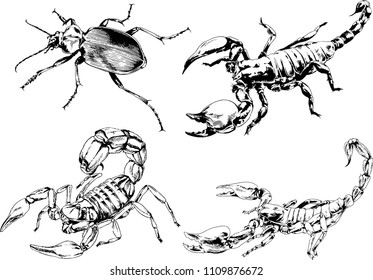 vector drawings sketches different insects bugs Scorpions spiders drawn in ink by hand , objects with no background
