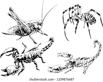 vector drawings sketches different insects bugs Scorpions spiders drawn in ink by hand , objects with no background
