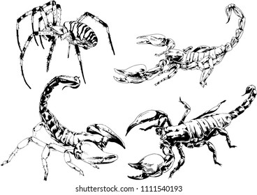 vector drawings sketches different insects bugs Scorpions spiders drawn in ink by hand , objects with no background
