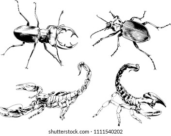 vector drawings sketches different insects bugs Scorpions spiders drawn in ink by hand , objects with no background
