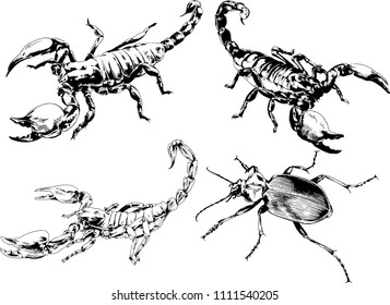 vector drawings sketches different insects bugs Scorpions spiders drawn in ink by hand , objects with no background
