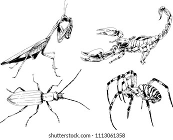 vector drawings sketches different insects bugs Scorpions spiders drawn in ink by hand , objects with no background
