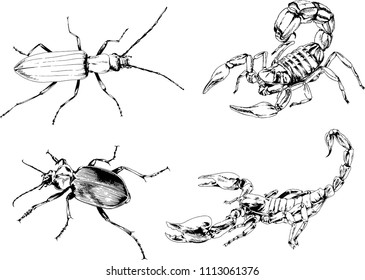 vector drawings sketches different insects bugs Scorpions spiders drawn in ink by hand , objects with no background
