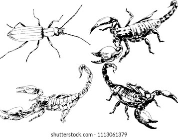 vector drawings sketches different insects bugs Scorpions spiders drawn in ink by hand , objects with no background
